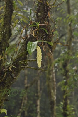 Dendrobium densiflorum , cloud forest
