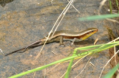 Sun skink,  Eutropis multifasciata, adult male with two new tailes