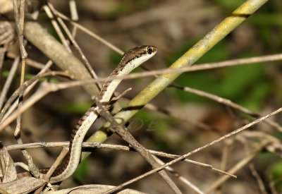 Brown snake, Dendrolaphis caudolineatus