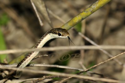 Brown snake, Dendrolaphis caudolineatus
