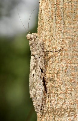 Invisible barkmantis, Humbertiella sp.