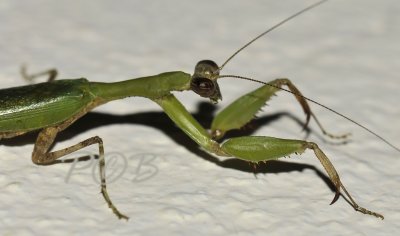 Little mantis 3 cm