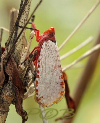 Treehopper,  Aphaena submaculata