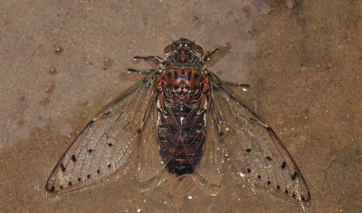 Gigant cicada, Pomponia intermedia, body 8 cm, wing span 17 cm