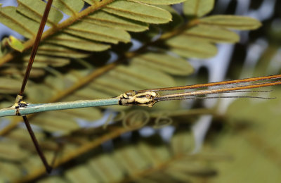 Stick insect