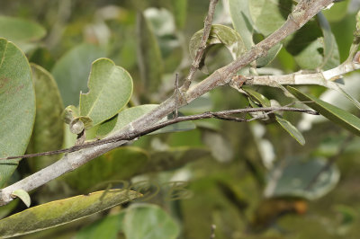 Stick insect camouflage