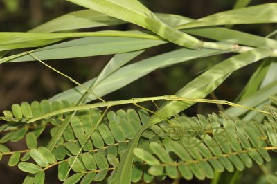 Stick insect