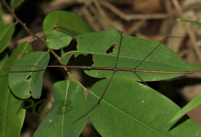 Clonaria sp. male