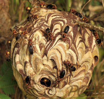 Hornets paper nest, Vespa affinis