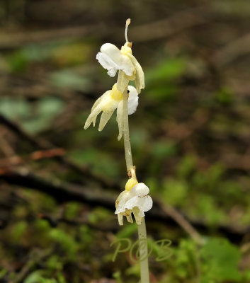 Spookorchis, vorm alba, Epipogium aphyllum
