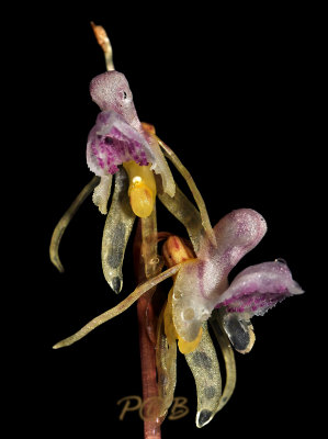 Epipogium aphyllum, spookorchis, close, flash light
