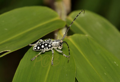 Spotted  longhorn beetle