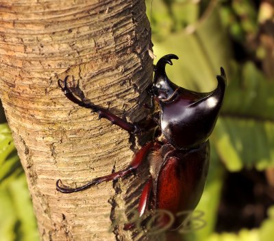 Xylotrupes gideon, fighting beetle