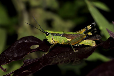 Grasshopper no I.D.  nightshot