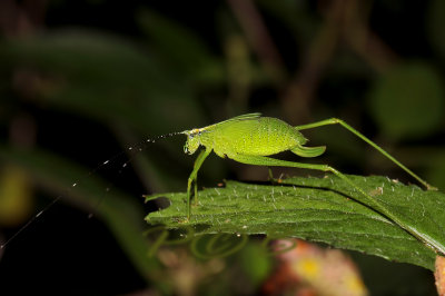 Small green leaf nimph, nightshot