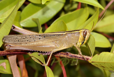 Takkaten, 5 cm, common grasshopper often used for human food, Cyrtacanthacris sp.
