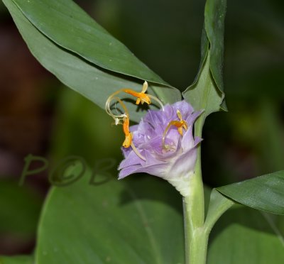 Curcuma group, Globba sp. Nam nao