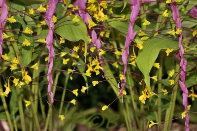 Curcuma-ginger group, Globba winittii