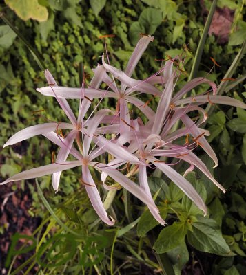 Crinum asiaticum var. splendens