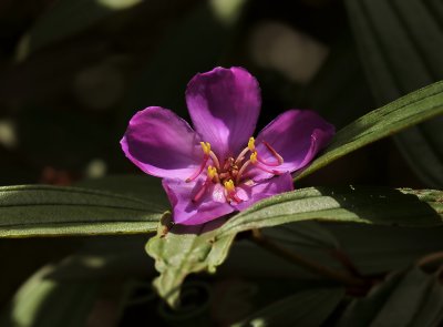 Bauhinia sp.