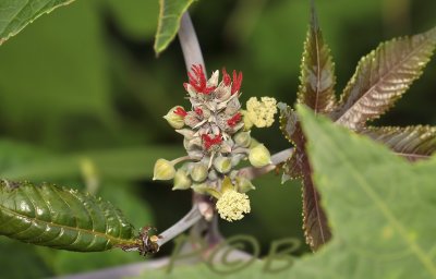 Tree, male and female flowers