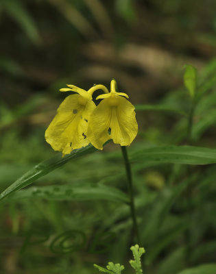 Yellow form of previous flower, very rare