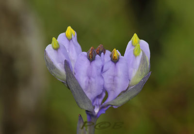 Burmannia coelestris