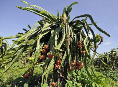 Cactus fruit in culture