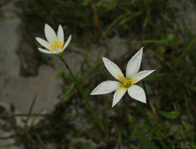 Liliaceae sp. 6 cm