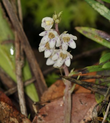 No ID, Pirola sp. ???