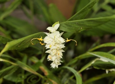 White globba sp. Khao kho