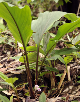 Wild ginger in bloom, plant