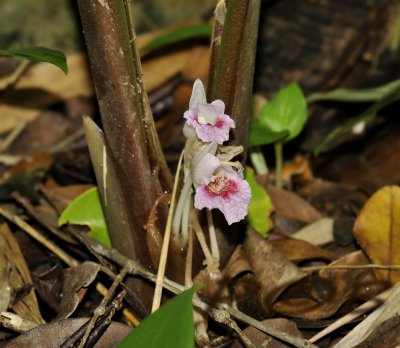 Wild ginger flowers, previous plant, Asarum family