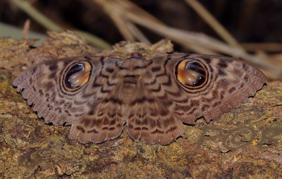 Great Owl moth, Erebus macrops, 9 cm wing span