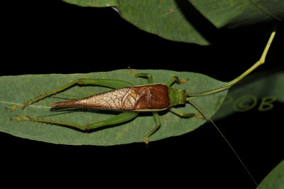 Cricket with big voice