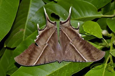 Bat moth, Lyssa zampa, 12 cm wing span