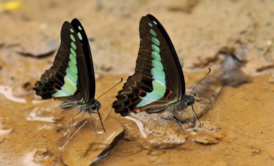 Blue bottle, Graphium sarpedon