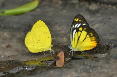 Right, orange gull, Cepora ludith - Left, Eurema andersonii