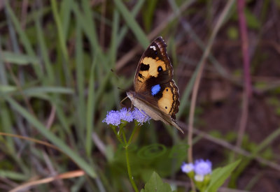 Yellow pansy Junonia hierta