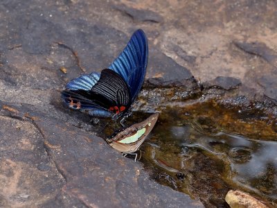 Drinking butterflies