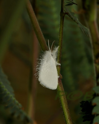 Unknown moth