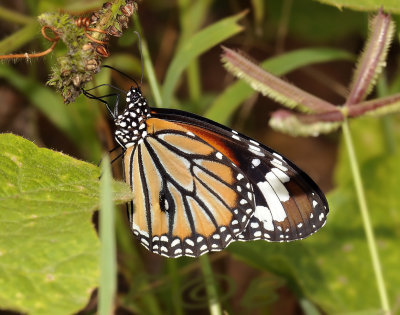 Common tiger, Danaus genutia