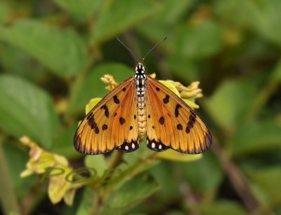 Acraea violae