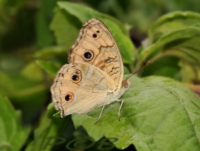 Junonia almana