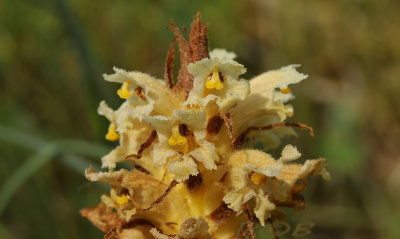 Orobanche lutea ssp. lutea