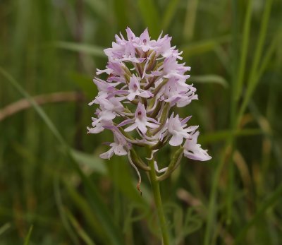 Gymnadenia conopsea x Anacamptis piramidalis