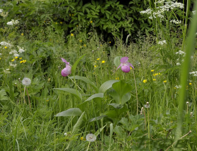 Cypripedium macranthos, Oost Europa