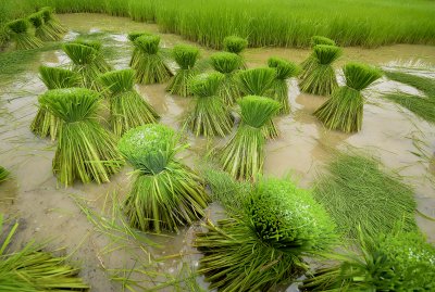 Yong rice is greener as green