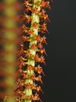 Oberonia lotsyana, flowers 2 mm