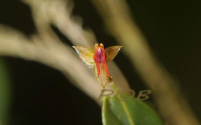 Lepanthes sp. flower 4-5 mm